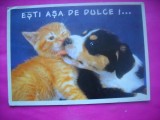 HOPCT 10879 ESTI ASA DE DULCE...FELICITARE[ CAINI SI PISICI -NECIRCULATA