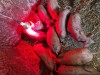 PURCEI DUROC 6 SAPTAMANI