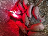 PURCEI DUROC 6 SAPTAMANI