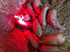 PURCEI DUROC 6 SAPTAMANI