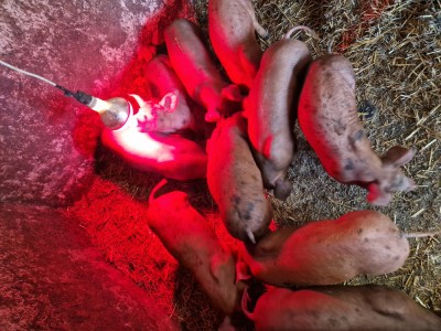 PURCEI DUROC 6 SAPTAMANI foto