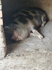 porc carne foto