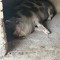 porc carne
