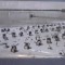GERMANIA - BERLIN, STRANBAD WANNSEE -1958- PLAJA CU CABINE PT. DOAMNE LA BROZAT