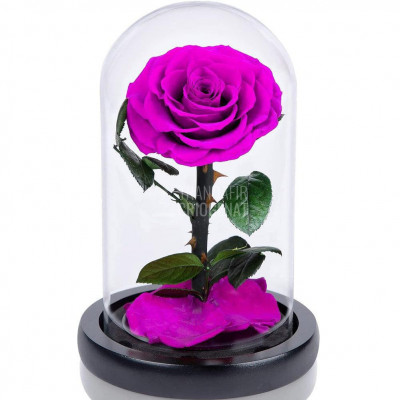 Trandafir Criogenat purpuriu &amp;Oslash;8cm in cupola sticla 10x20cm foto