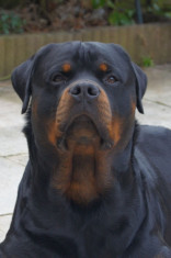 Donez Rottweiler foto