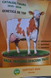 Monta artificială la vaci