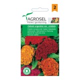 Seminte flori Agrosel, creasta cocosului