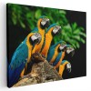 Tablou papagali Ara albastru galben pe creanga 1588 Tablou canvas pe panza CU RAMA 20x30 cm