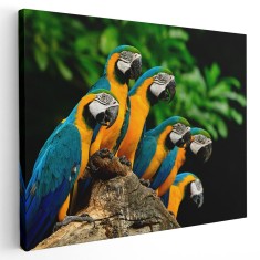Tablou papagali Ara albastru galben pe creanga 1588 Tablou canvas pe panza CU RAMA 20x30 cm