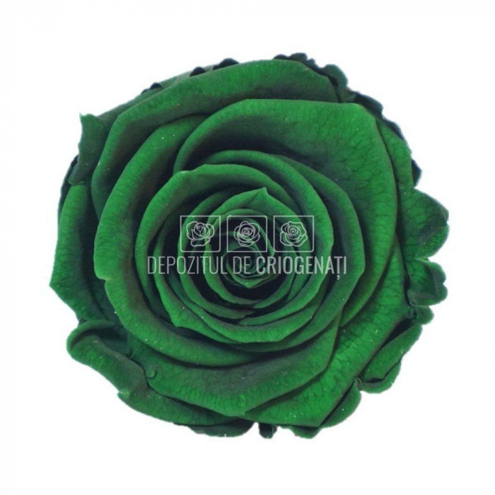 Trandafiri Criogenati XL GRE-02 (&Oslash;6-6,5cm, set 6 buc /cutie)