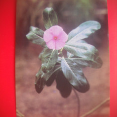 HOPCT 87013 TRANDAFIR MADAGASCAR/CATHARANT-CARTE POSTALA FLORI RUSIA-NECIRCULATA