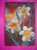 HOPCT 11376 NARCISE -ITALIA -CP FELICITARE FLORI- -NECIRCULATA