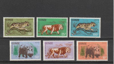 Fauna africana,Guineea. foto