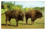 GRADINA ZOOLOGICA BUCURESTI ZIMBRUL 1969