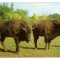 GRADINA ZOOLOGICA BUCURESTI ZIMBRUL 1969