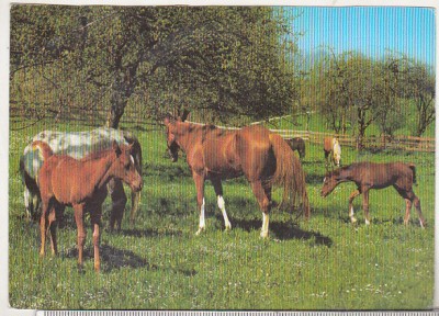bnk cp Cai - Germania carte postala necirculata - Kruger foto