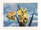 FA73-Carte Postala- RUSIA - Pravda, Daffodils flower, necirculata 1965