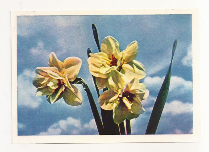 FA73-Carte Postala- RUSIA - Pravda, Daffodils flower, necirculata 1965