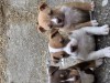 American bully Catei Abkc
