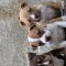 American bully Catei Abkc