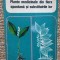 A. Agopian &ndash; Plante medicinale din flora spontana si substituirile lor