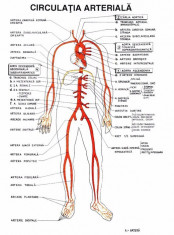 Materiale biologie pentru admiterea la medicina foto