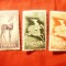 Serie Sahara Spaniola 1961 - Fauna - Gazele , 3 valori