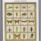 Timbre cu insecte din Palau