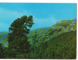 CPI B14161 CARTE POSTALA - MUNTII BUCEGI. PE PLATOUL BUCEGILOR, Necirculata, Fotografie