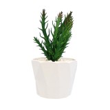 Planta Suculenta In Ghiveci, Mov, Plastic, 18Cm ComfortTravel Luggage, Ella Home