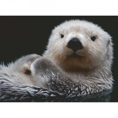 Puzzle Vidra, 500 Piese foto