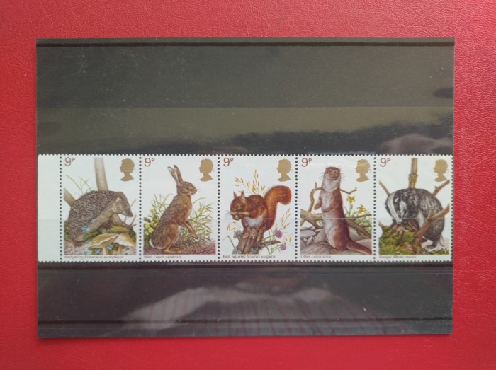 ANGLIA - MNH