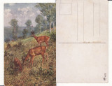 Ilustrata animale -cerbi-vanatoare, Necirculata, Printata