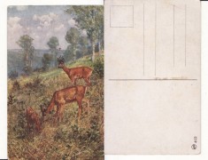 Ilustrata animale -cerbi-vanatoare