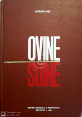 Ovine. Suine foto