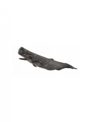Balena Casalot - Collecta foto