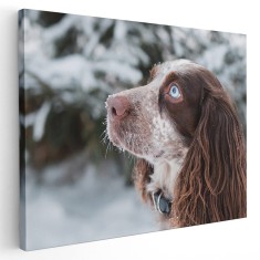 Tablou caine Cocker Spaniel Tablou canvas pe panza CU RAMA 20x30 cm