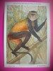 HOPCT 6226 CERCOPITEC AURIU-CERCOPITHECUS KANDTI -MAIMUTE-FAUNA AFRICA-CP CHROMO LITHO -MUZEUL REGAL STIINTE NATURALE BELGIA-NECIRCULATA, Printata