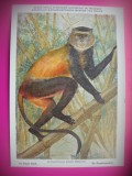 HOPCT 6226 CERCOPITEC AURIU-CERCOPITHECUS KANDTI -MAIMUTE-FAUNA AFRICA-CP CHROMO LITHO -MUZEUL REGAL STIINTE NATURALE BELGIA-NECIRCULATA, Printata