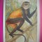 HOPCT 6226 CERCOPITEC AURIU-CERCOPITHECUS KANDTI -MAIMUTE-FAUNA AFRICA-CP CHROMO LITHO -MUZEUL REGAL STIINTE NATURALE BELGIA-NECIRCULATA