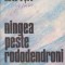 Ningea peste rododendroni