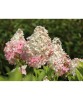 Hortensie, Hydrangea panic. MOJITO Grhp10 PBR C2, Oem
