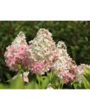 Hortensie, Hydrangea panic. MOJITO Grhp10 PBR C2, Oem