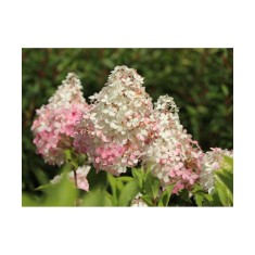 Hortensie, Hydrangea panic. MOJITO Grhp10 PBR C2