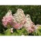 Hortensie, Hydrangea panic. MOJITO Grhp10 PBR C2