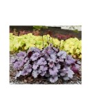 Planta Heuchera Silver Purple &ndash; Eleganță &icirc;n tonuri de violet-argintiu Ghiveci: 12 cm, Oem