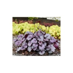 Planta Heuchera Silver Purple &ndash; Eleganță &icirc;n tonuri de violet-argintiu Ghiveci: 12 cm