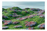 Tablou Canvas, "C&acirc;mpie cu flori multicolore sub cer noros", Verde, Coline, Flori, Colorate, Cer, Noros, Primăvară, Păduri, Vesele, Natură, 39 x 26 cm,
