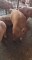 Foto  - 3